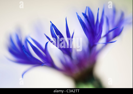 Centaurea montana. Perennial cornflower, Mountain bluet, Knapweed, Mountain knapweed against a light background. Selective focus Stock Photo