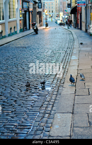 Pigeons walking on the cobbled streets of Temple Bar, Dublin in the wee early hours of the morning, Ireland Stock Photo