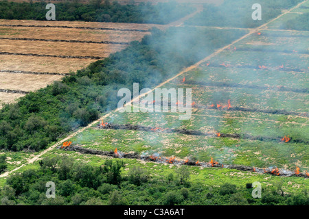 Deforestation in the Gran Chaco near Mariscal Estigarribia, Paraguay Stock Photo