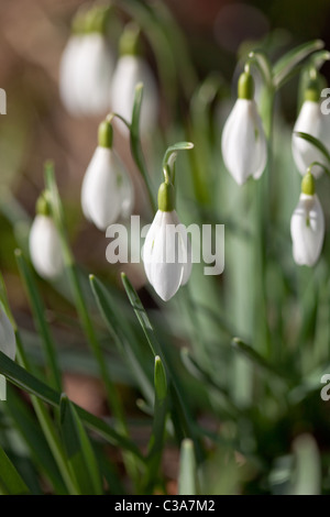 Spring snowdrops Montrose Angus Scotland UK Stock Photo