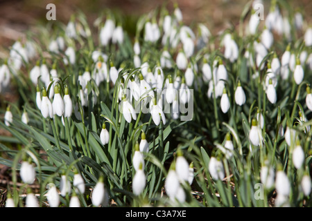 Spring snowdrops Montrose Angus Scotland UK Stock Photo