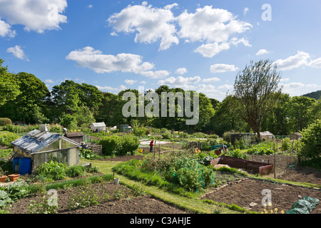 Allotments in Bingley, West Yorkshire, UK Stock Photo
