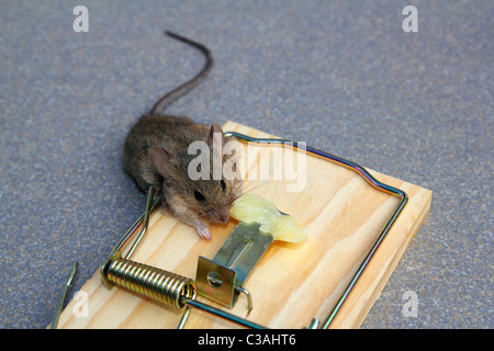 Mouse trap with real mouse catched eating cheese Stock Photo