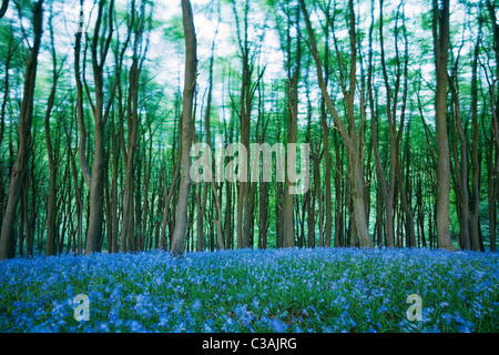 Bluebells (Hyacinthoides non-scripta) in Beech (Fagus sp) Woodland on a windy day. Priors Wood. North Somerset. England. UK. Stock Photo