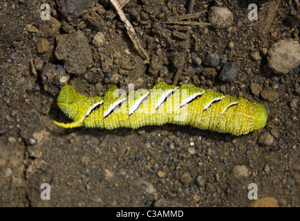 Privet Hawk Moth caterpillar Sphinx ligustri, Isabela island, Galapagos Islands, Ecuador Stock Photo