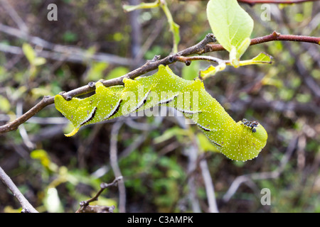 Privet Hawk Moth caterpillar Sphinx ligustri, Isabela island, Galapagos Islands, Ecuador Stock Photo