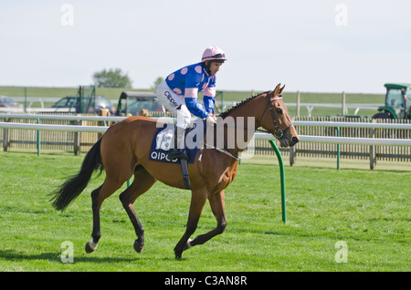 'Wildcat Wizard' jockey Neill Callan riding up Al Rayan Handicap Stakes 2011 Newmarket race course Suffolk Uk Stock Photo