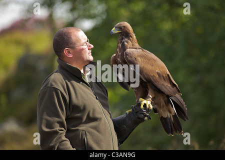 Golden eagle, Aquila chrysaetos, with handler, Loughborough, Leicestershire, England, UK, GB, Stock Photo