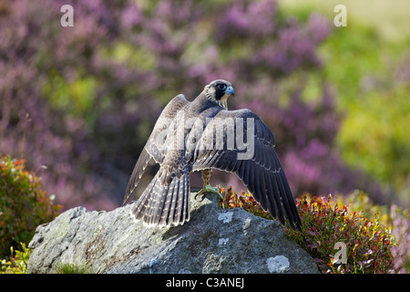 Peregrine Falcon, Falco peregrinus, captive, on rock, in heather, Loughborough, Leicestershire, England, UK, United Kingdom, GB, Stock Photo