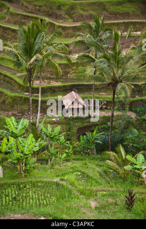 The CEKING RICE FIELD TERRACES with COCONUT PALMS not far from UBUD - BALI, INDONESIA Stock Photo