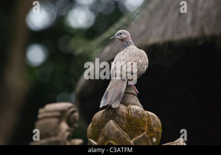 A turtle dove at the Hindu temple PURA NAGA SARI is found in THE MONKEY FOREST PARK - UBUD, BALI, INDONESIA Stock Photo