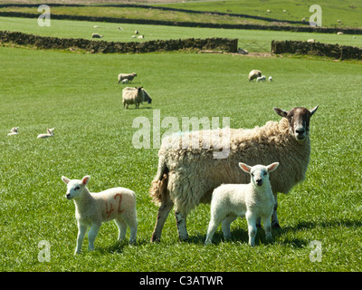 Ewe with two newborn lambs in green field, Greenhead, Northumberland, England Stock Photo
