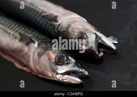 Two mackerel, gutted and prepared for cooking Stock Photo