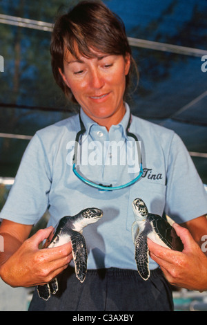 After being rescued in the Florida Keys, a pair of baby Green sea turtles are being raised by volunteers at the Turtle Hospital in Marathon, Florida. Stock Photo