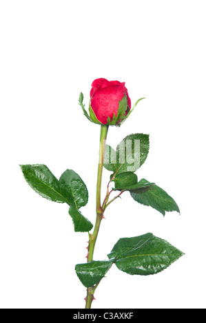 A single red rose isolated on white. Stock Photo