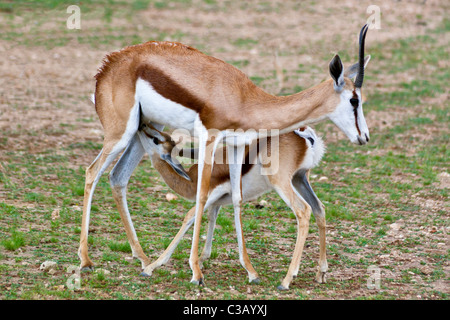 A female Springbok suckling her young,  Antidorcas marsupialis, from the Kalahari region of South Africa Stock Photo
