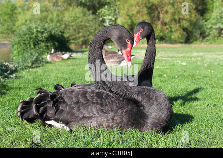 A pair of black swans (cygnus atratus) at Sandall Park, Doncaster sitting on grass at the side of the lake. Stock Photo