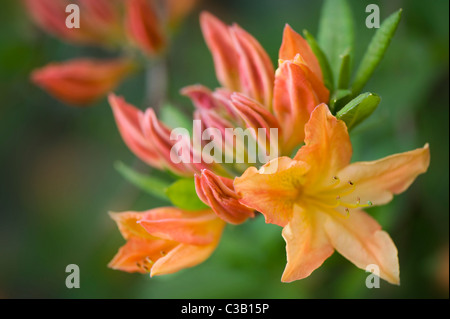 Rhododendron Sunte Nectarine - Orange Azalea flowers Stock Photo