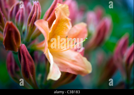 Rhododendron Sunte Nectarine - Orange Azalea flowers Stock Photo