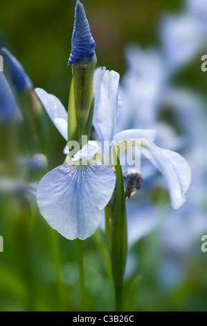 Bearded Iris - Austrian Sky Stock Photo
