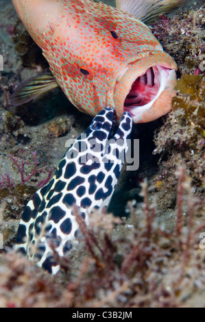 Honeycomb morey eel and grouper, Sodwana Bay, South Africa, Indian Ocean Stock Photo