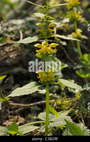 Yellow Archangel, lamiastrum galeobdolon Stock Photo