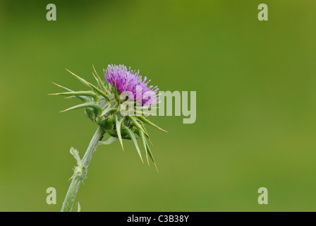 Milk Thistle (Silybum marianum) Corsica France Stock Photo