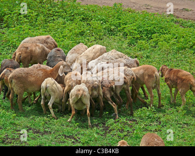 Sheeps, Ovis Canadensis are eating grass, India Stock Photo