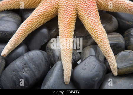 Bleached starfish on a pebble beach Stock Photo