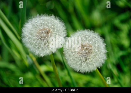 Two dandelion seed heads, Taraxacum officinale. Stock Photo