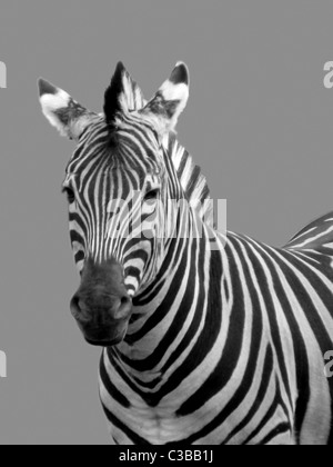 black and white portrait of zebra Stock Photo