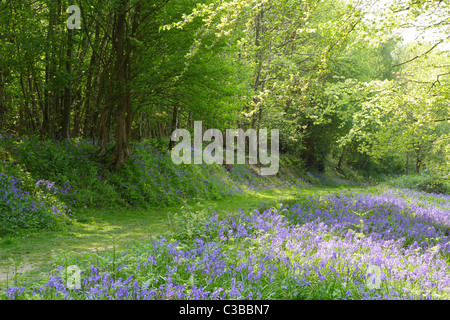 Bluebell walk in Brede High Woods, East Sussex, England, UK, GB Stock Photo