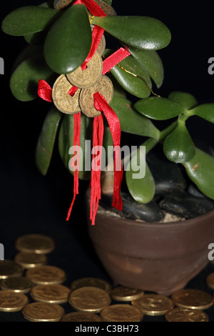 Feng Shui COins on Money Tree with Gold Coins symbolising success and wealth Stock Photo