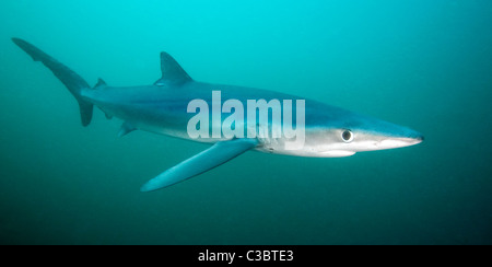 Blue shark    Prionace-glauca Stock Photo