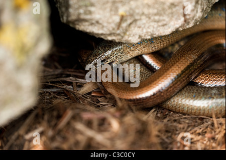 Mating Slow Worms, Anguis fragilis Stock Photo