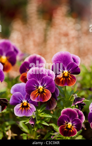 viola-f1-antique-shades-in-bloom-stock-photo-alamy