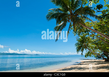 Beach and cocopalm trees at Matangi Private Island Resort, Fiji. Stock Photo