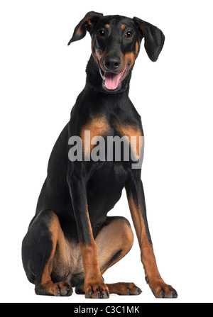 Doberman Pinscher, 8 and a half months old, sitting in front of white background Stock Photo