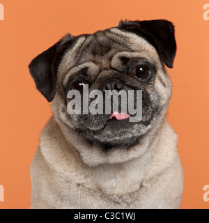 Pug, 2 and a half years old, in front of orange background Stock Photo