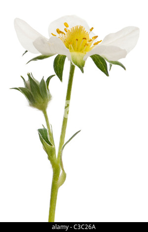 Flower of garden strawberry, Fragaria ananassa, in front of white background Stock Photo