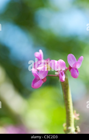 Cercis siliquastrum. Judas tree flower blossom Stock Photo