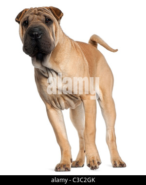 Shar Pei puppy, 6 months old, standing in front of white background Stock Photo