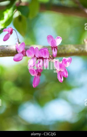 Cercis siliquastrum. Judas tree flower blossom Stock Photo