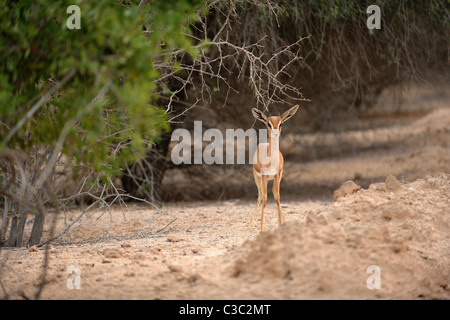 Young sand gazelle (Gazella subgutturosa marica) among scrub vegetation on Sir Bani Yas Island Stock Photo