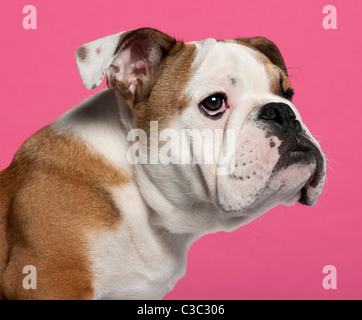 English Bulldog puppy, 4 months old, in front of pink background Stock Photo