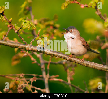 Male Whitethroat (Sylvia communis) singing from perch, Warwickshire Stock Photo