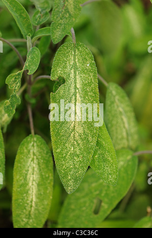 Chrysanthemum leafhopper (Eupteryx melissae) damage to sage leaves Stock Photo