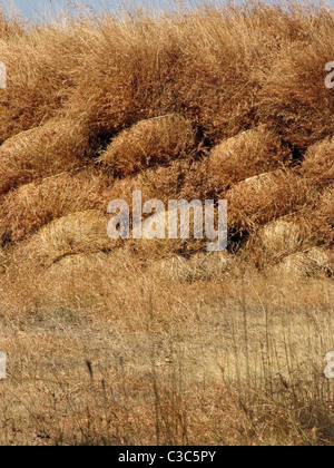 Dry grass stocked for feeding domestic animals in rural areas, India Stock Photo