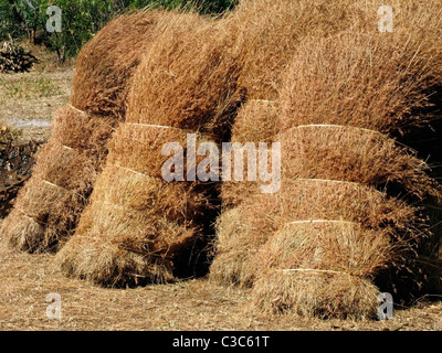Dry grass stocked for feeding domestic animals in rural areas, India Stock Photo