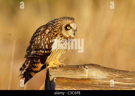 Short eared owl perched on frosty log in marsh-Boundary Bay, Vancouver, British Columbia, Canada. Stock Photo